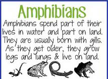 amphibiansfact