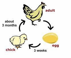 chickenlifecycle